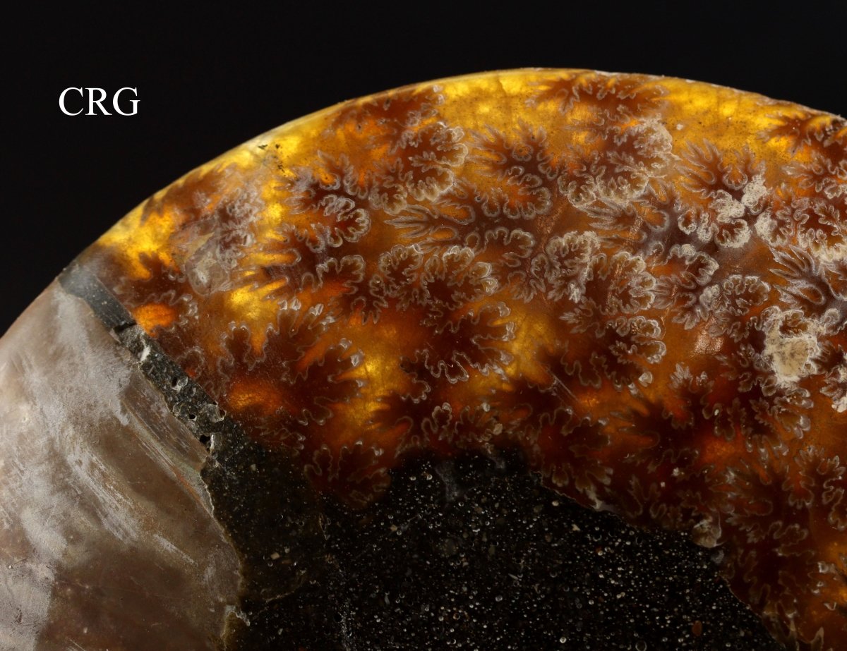 Polished Ammonite Fossil Pair with Madagascar Cut - 4"-5" - QTY 1 PAIR