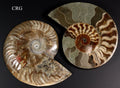Polished Ammonite Fossil Pair with Madagascar Cut - 4"-5" - QTY 1 PAIR
