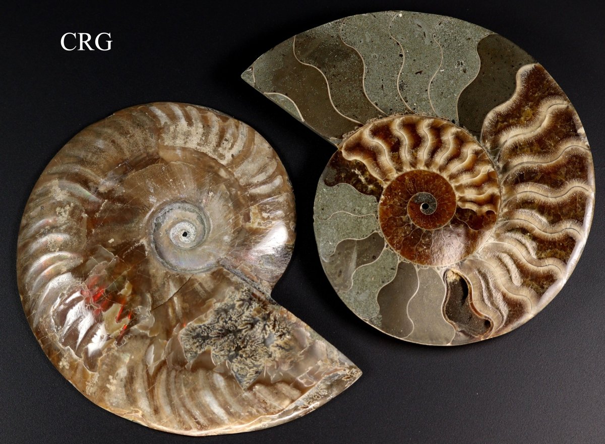 Polished Ammonite Fossil Pair with Madagascar Cut - 4"-5" - QTY 1 PAIR