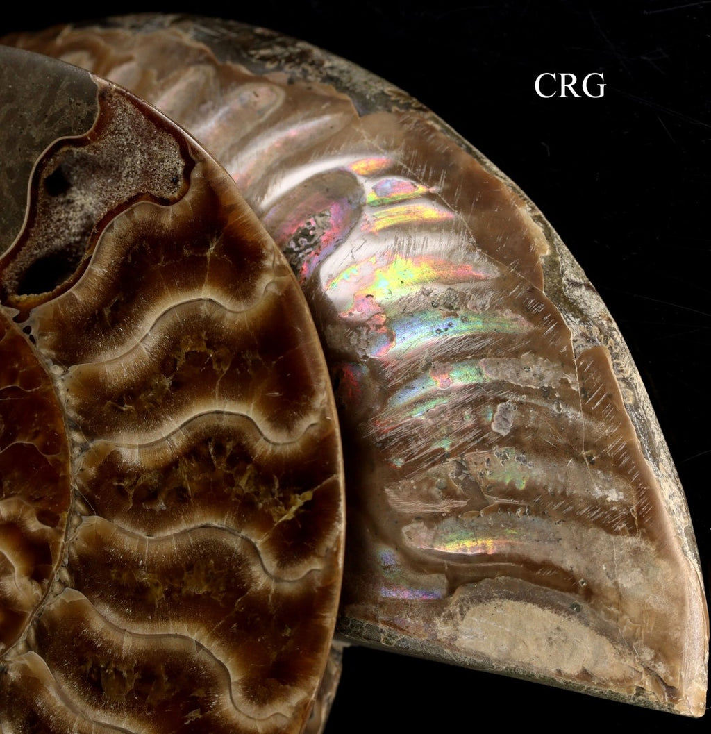 Polished Ammonite Fossil Pair with Madagascar Cut - 4"-5" - QTY 1 PAIR