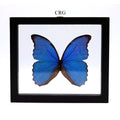 QTY 1 - Blue Morpho Butterfly (Morpho Peleides) Specimen in Black Wood Frame