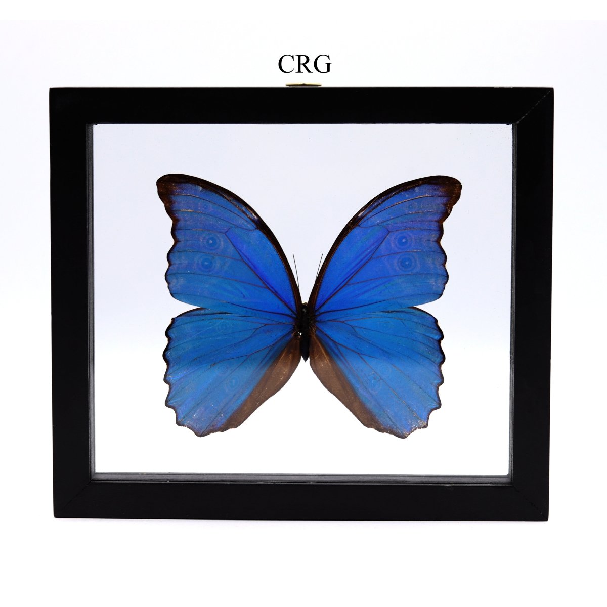 QTY 1 - Blue Morpho Butterfly (Morpho Peleides) Specimen in Black Wood Frame