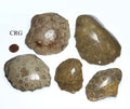QTY 1 - Fossilized Coral Chunk / 2" - 4" Avg