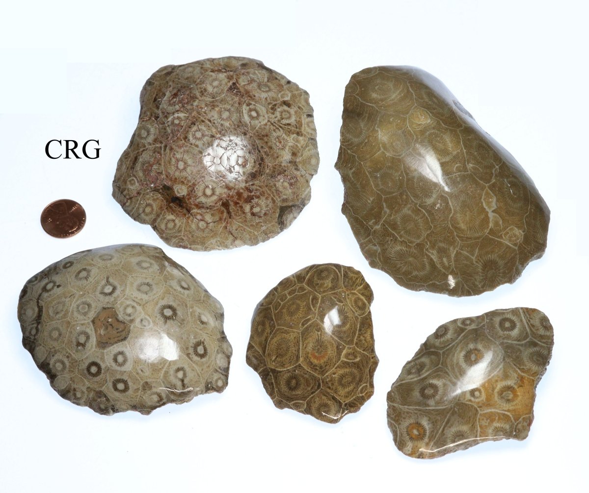 QTY 1 - Fossilized Coral Chunk / 2" - 4" Avg