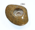 QTY 1 - Fossilized Coral Tea Light Candle Holder / 3.5-6" AVG