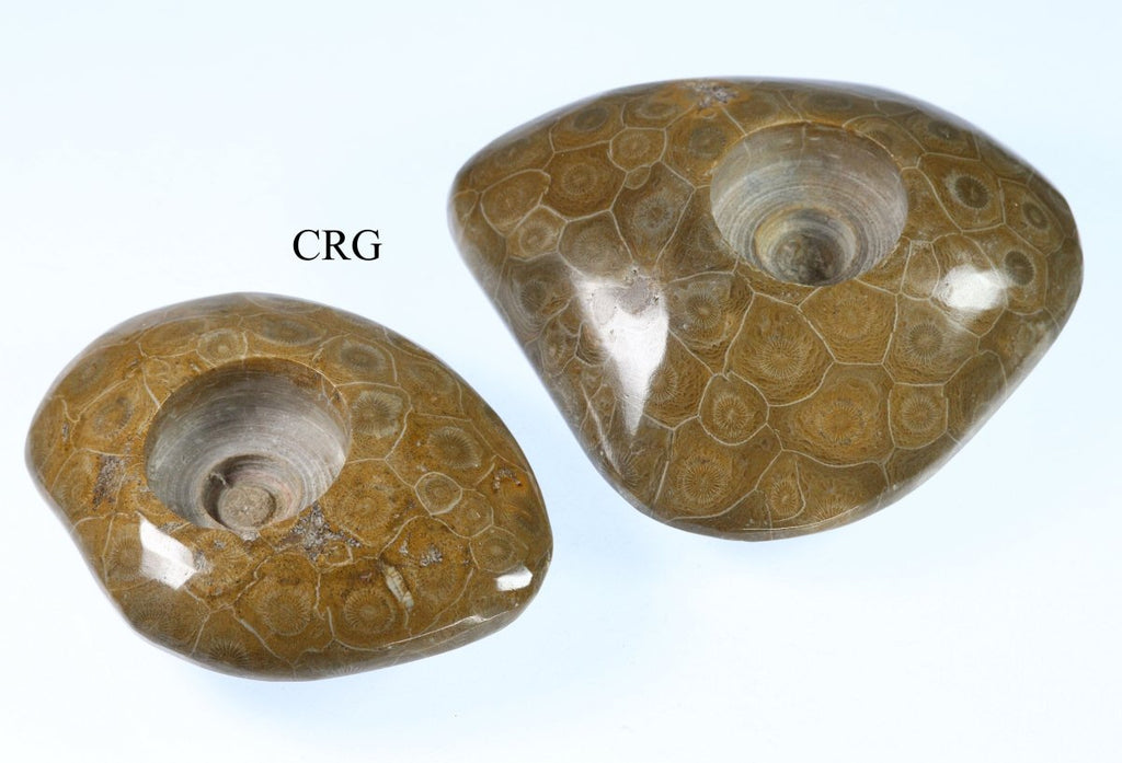 QTY 1 - Fossilized Coral Tea Light Candle Holder / 3.5-6" AVG