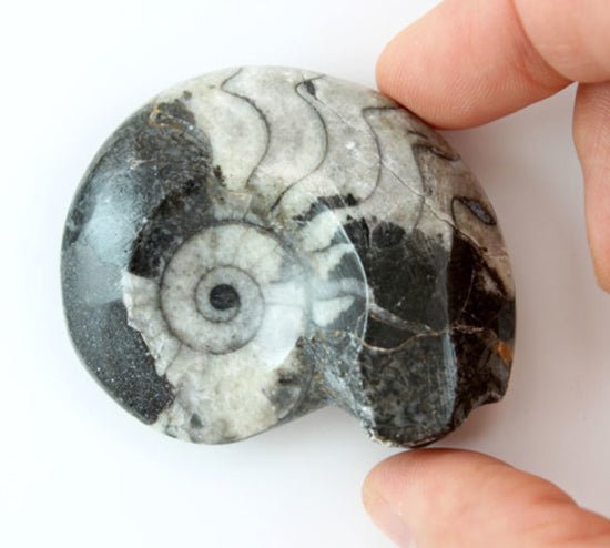 QTY 1 - Goniatite/Ammonite Fossil / 3"-4" Avg