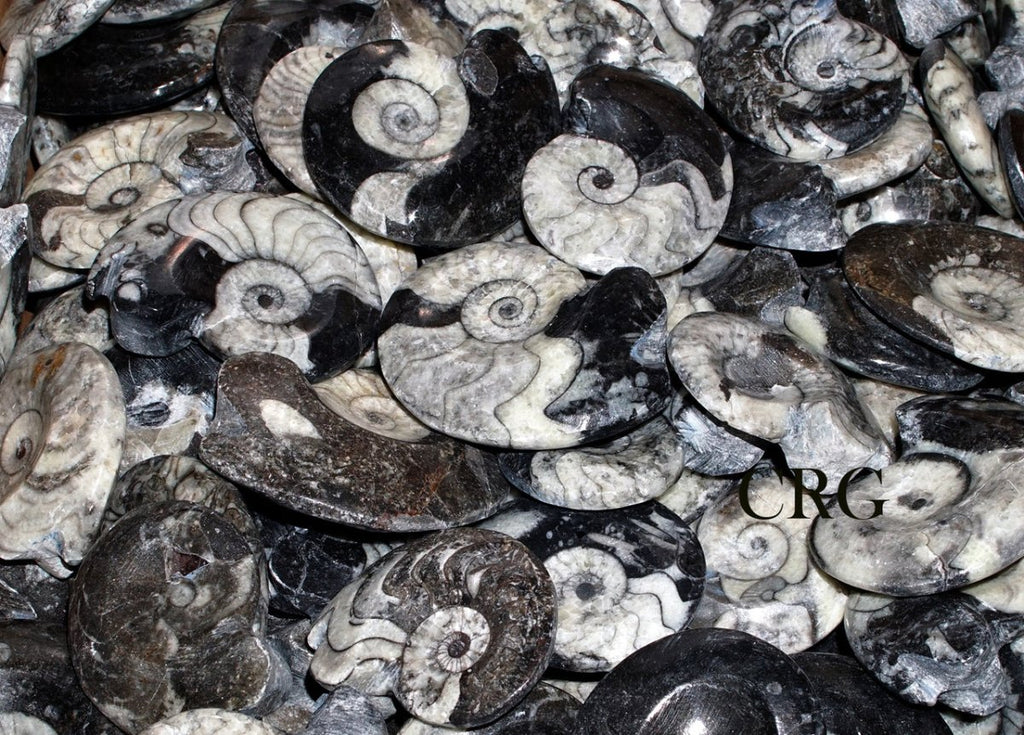 QTY 1 - Goniatite/Ammonite Fossil / 3"-4" Avg
