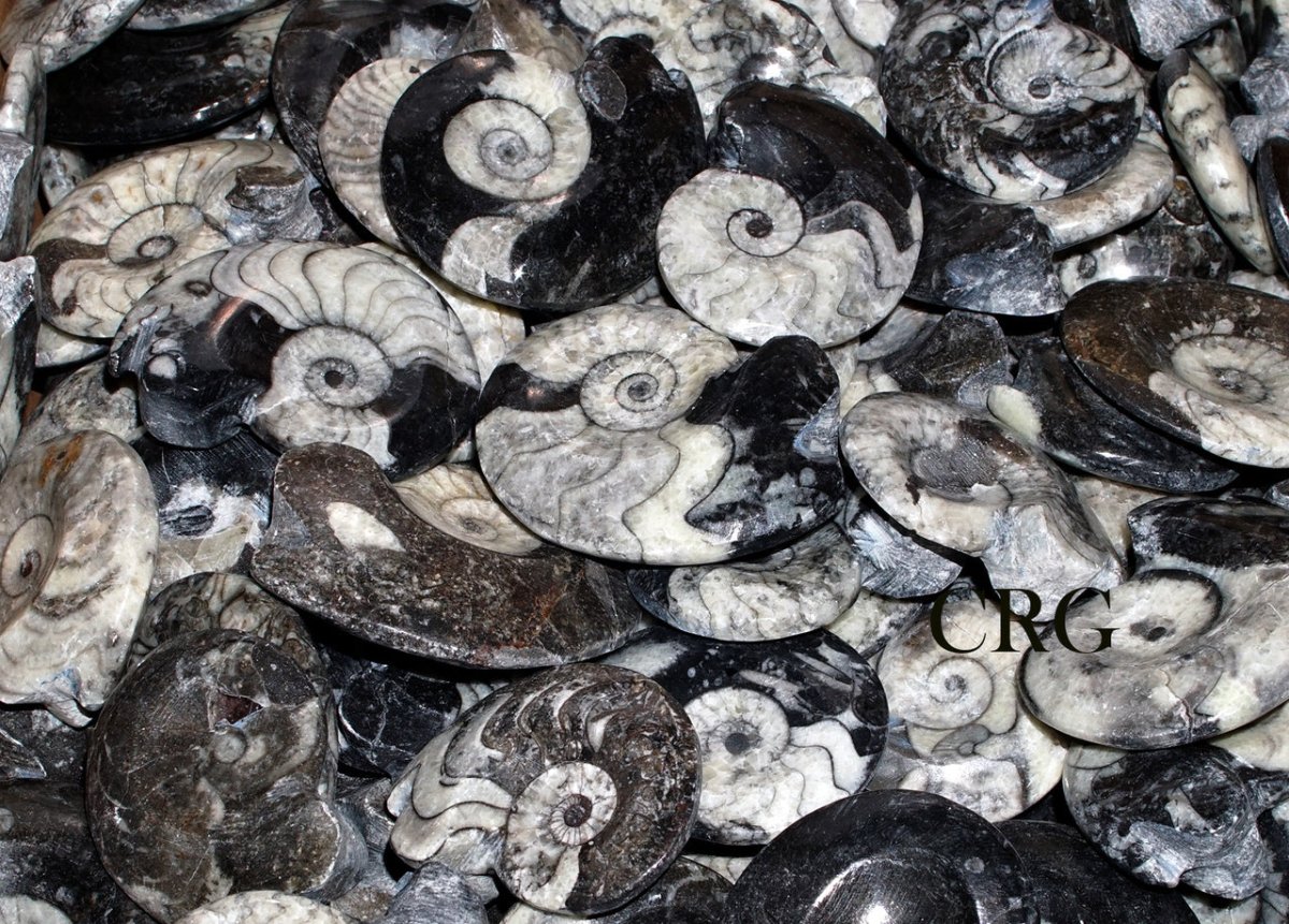 QTY 1 - Goniatite/Ammonite Fossil / 3"-4" Avg