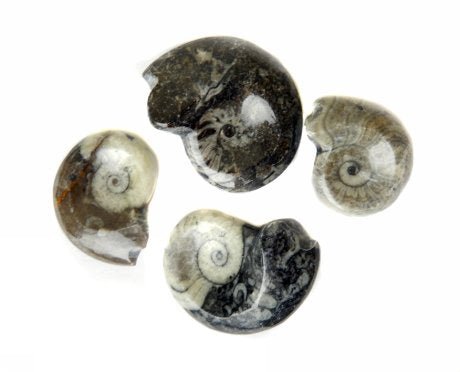 QTY 1 - Goniatite/Ammonite Fossil / 3"-4" Avg
