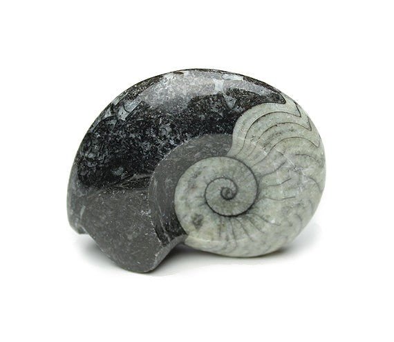 QTY 1 - Goniatite/Ammonite Fossil / 3"-4" Avg