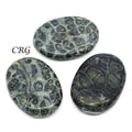 QTY 1 - Kambaba Jasper Palm Stone / 2" Avg
