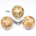 QTY 1 - Leopardite Jasper Sphere / 35-45mm AVG