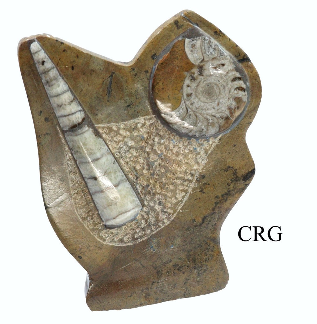QTY 1 - Orthoceras and Ammonite Fossil Sculpture / 5-6" AVG