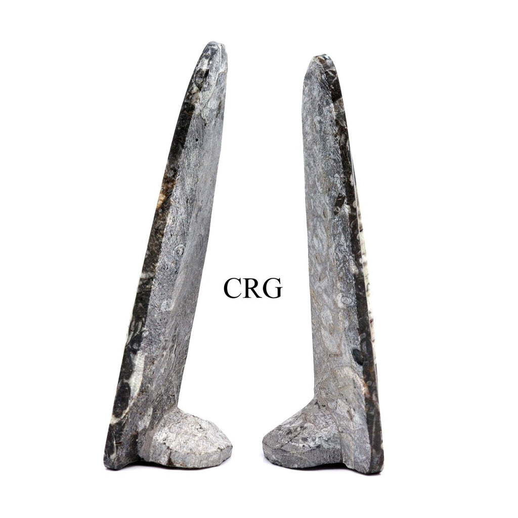 QTY 1 - Orthoceras Fossil Spear Sculpture / 6-7" AVG