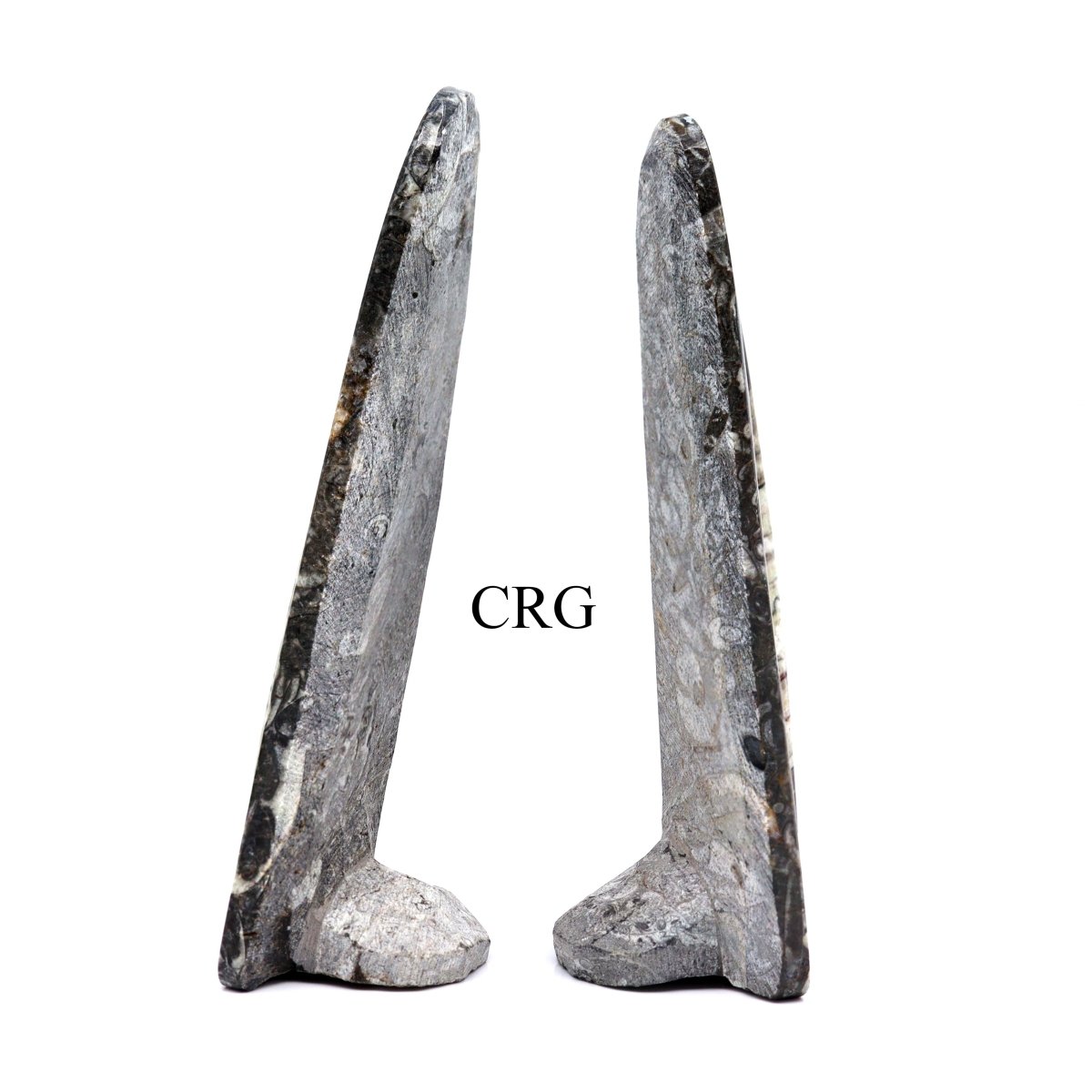 QTY 1 - Orthoceras Fossil Spear Sculpture / 6-7" AVG