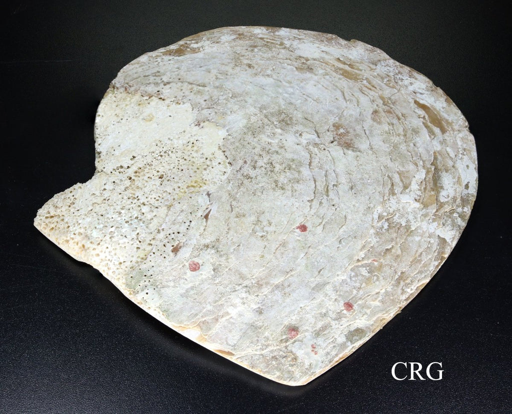 QTY 1 - Polished Mother of Pearl Shell Dish / 4.5-6" AVG