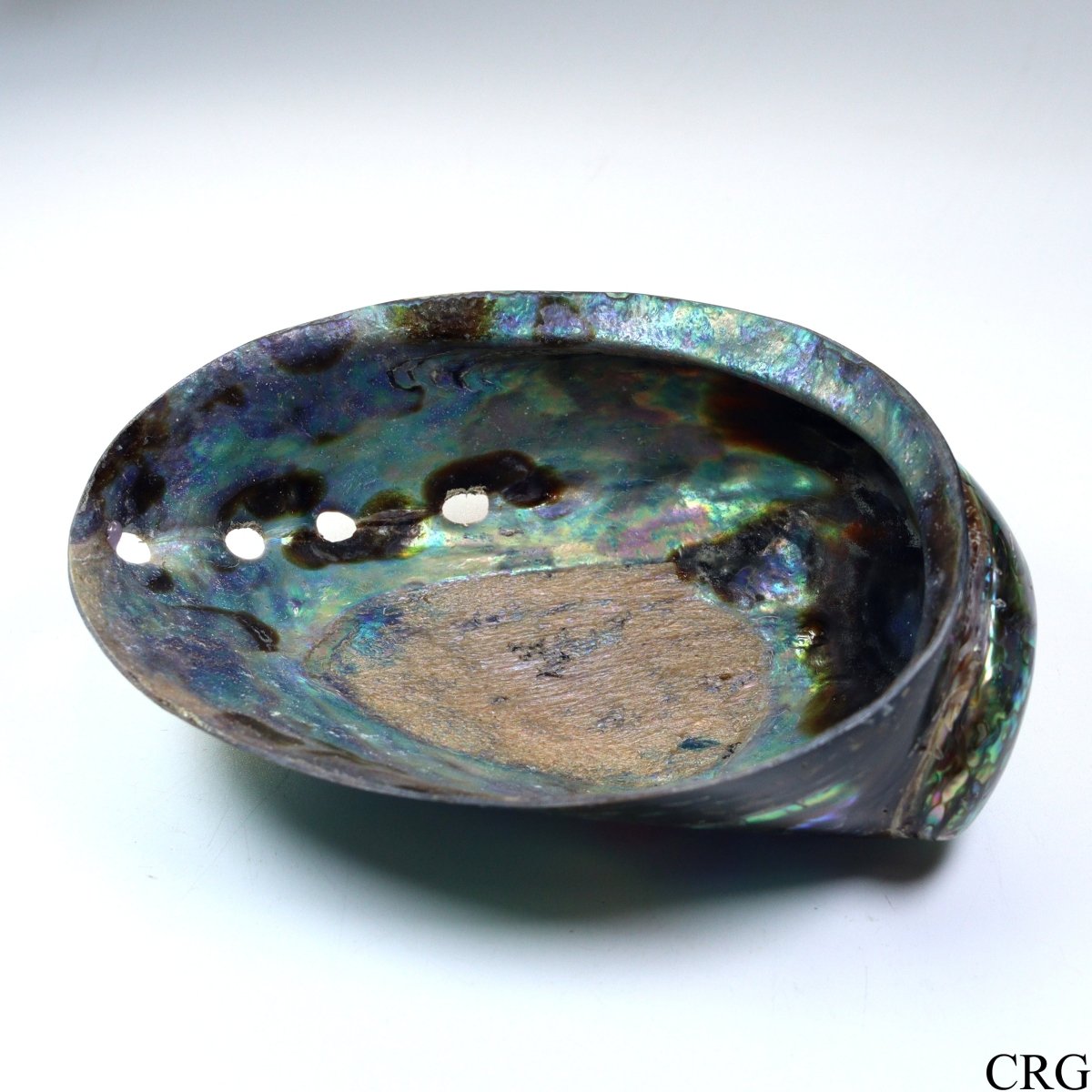 Polished Rainbow Abalone "Paua" Shell Dish - 4.5" - QTY 1