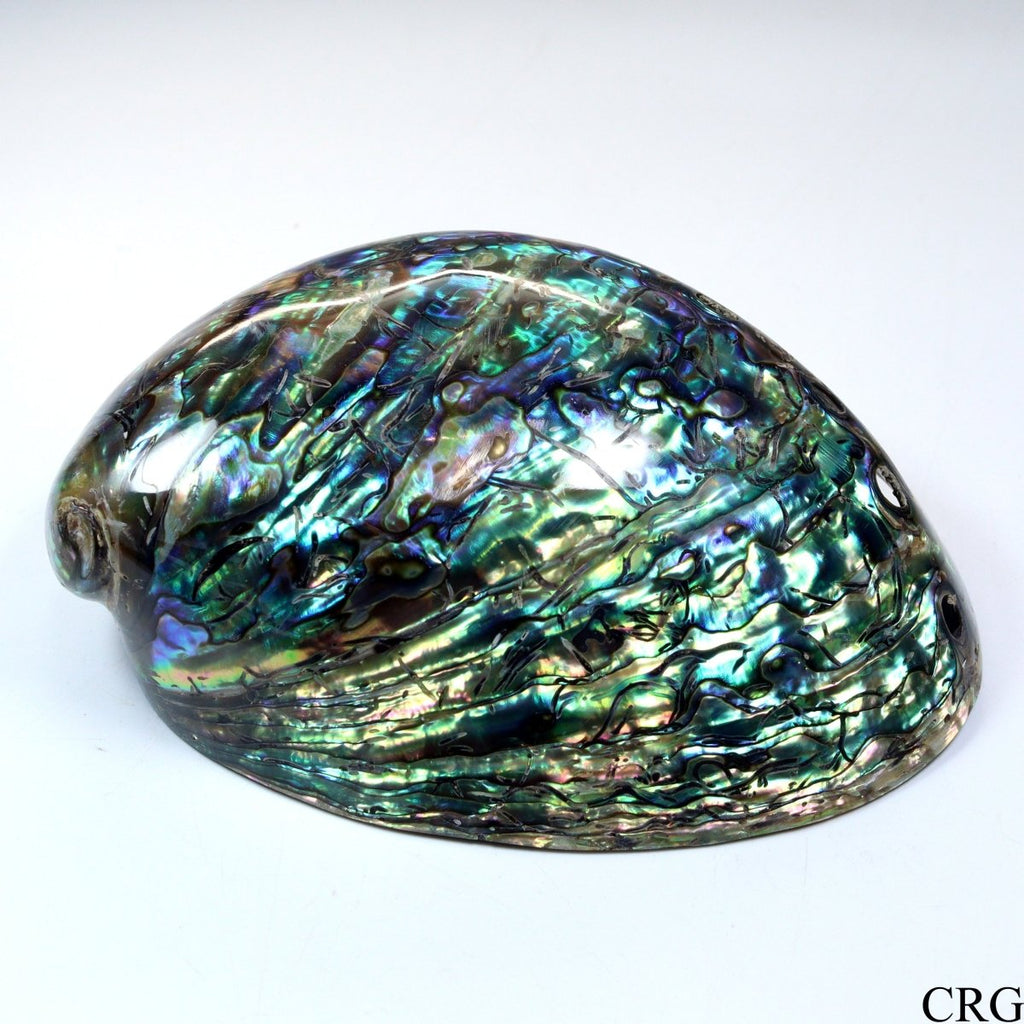 Polished Rainbow Abalone "Paua" Shell Dish - 4.5" - QTY 1