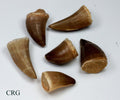 QTY 1 - Real Mosasaurus Fossil Tooth / 40-50mm AVG
