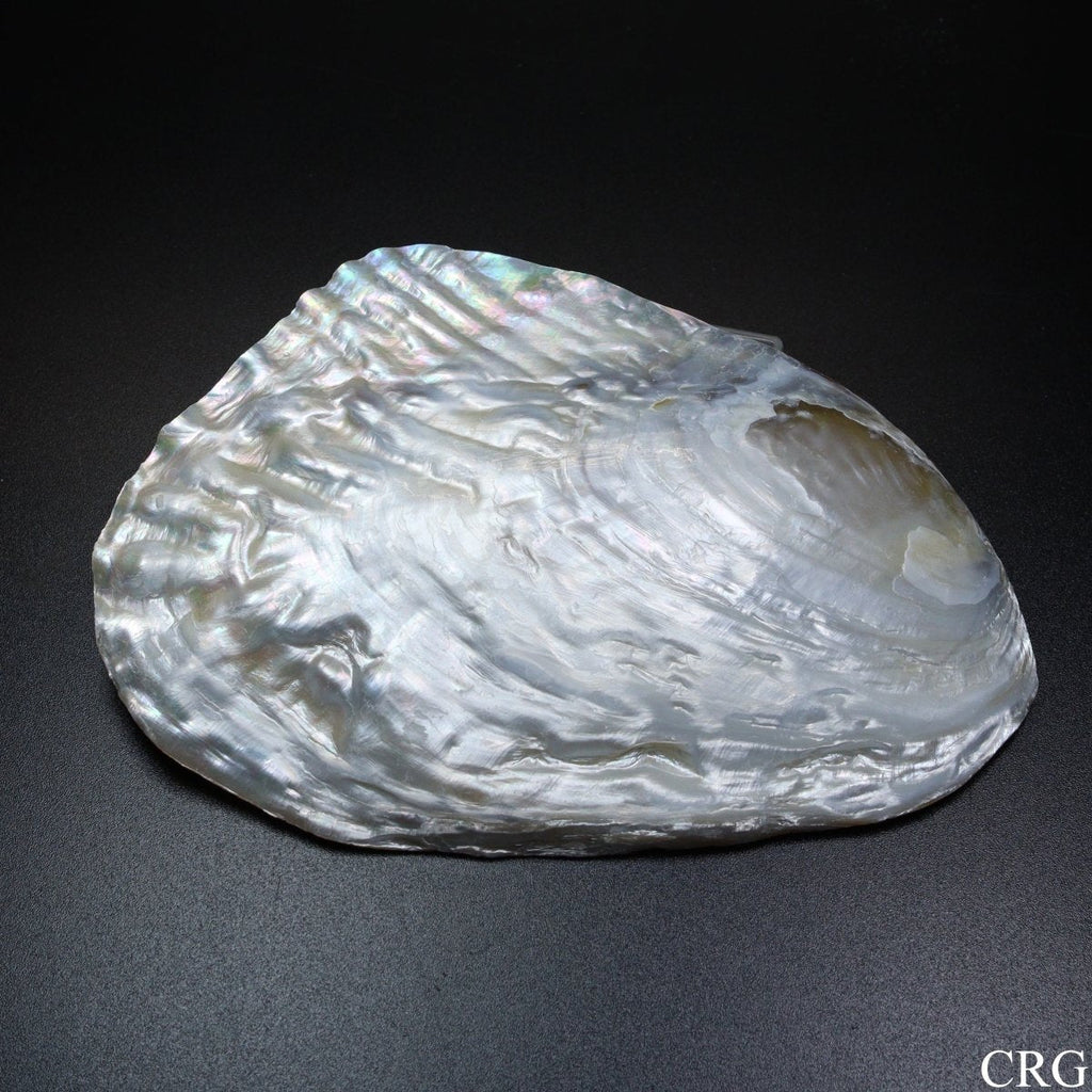QTY 1 - River Clam Shell Dish with Freshwater Pearl / 4-5" AVG