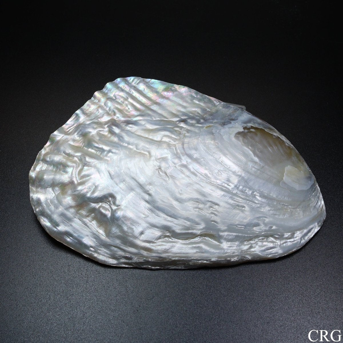 QTY 1 - River Clam Shell Dish with Freshwater Pearl / 4-5" AVG