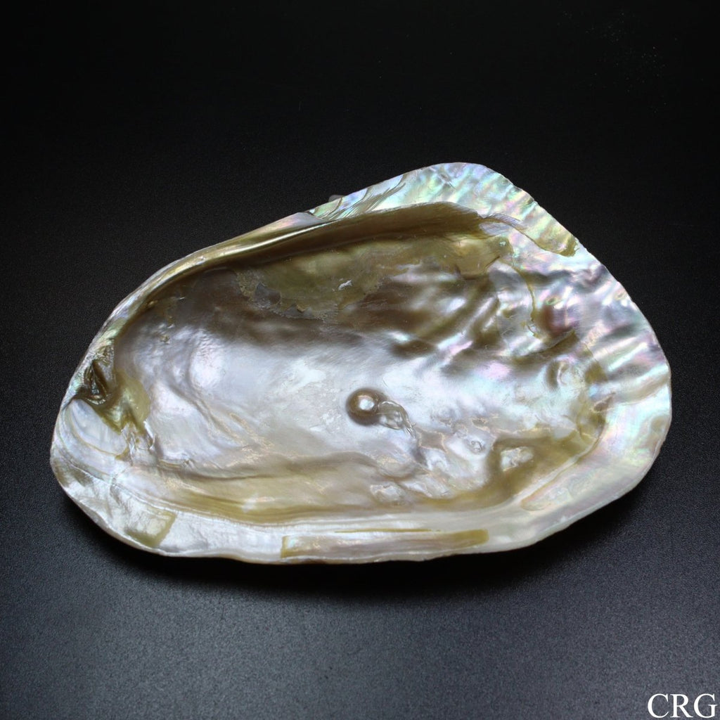QTY 1 - River Clam Shell Dish with Freshwater Pearl / 4-5" AVG