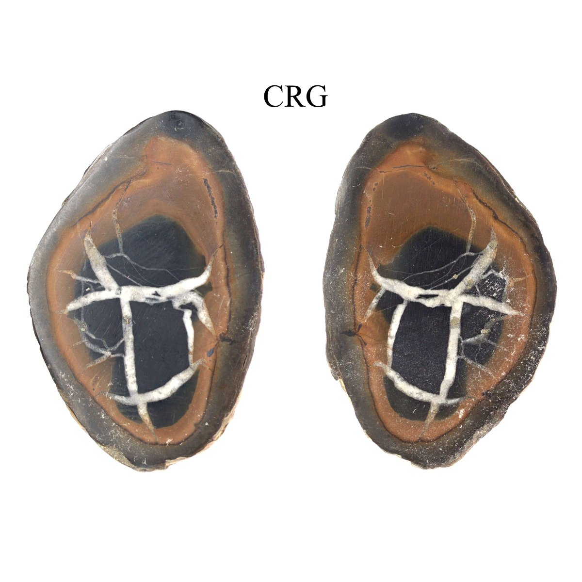 Septarian Calcite Nodules Cabochon Pair from Morocco (12-20mm)