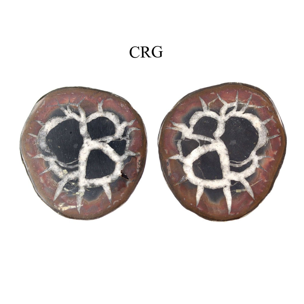Septarian Calcite Nodules Cabochon Pair from Morocco (12-20mm)