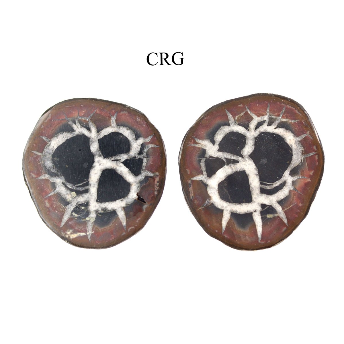 Septarian Calcite Nodules Cabochon Pair from Morocco (12-20mm)