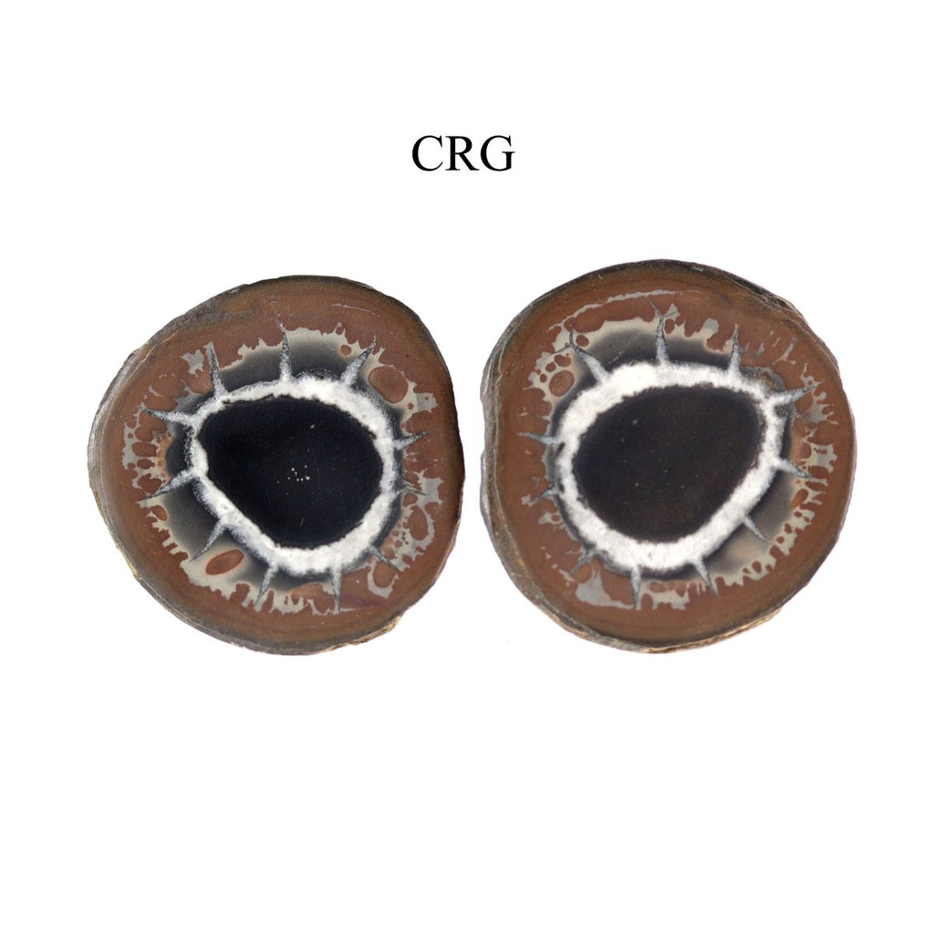 Septarian Calcite Nodules Cabochon Pair from Morocco (12-20mm)