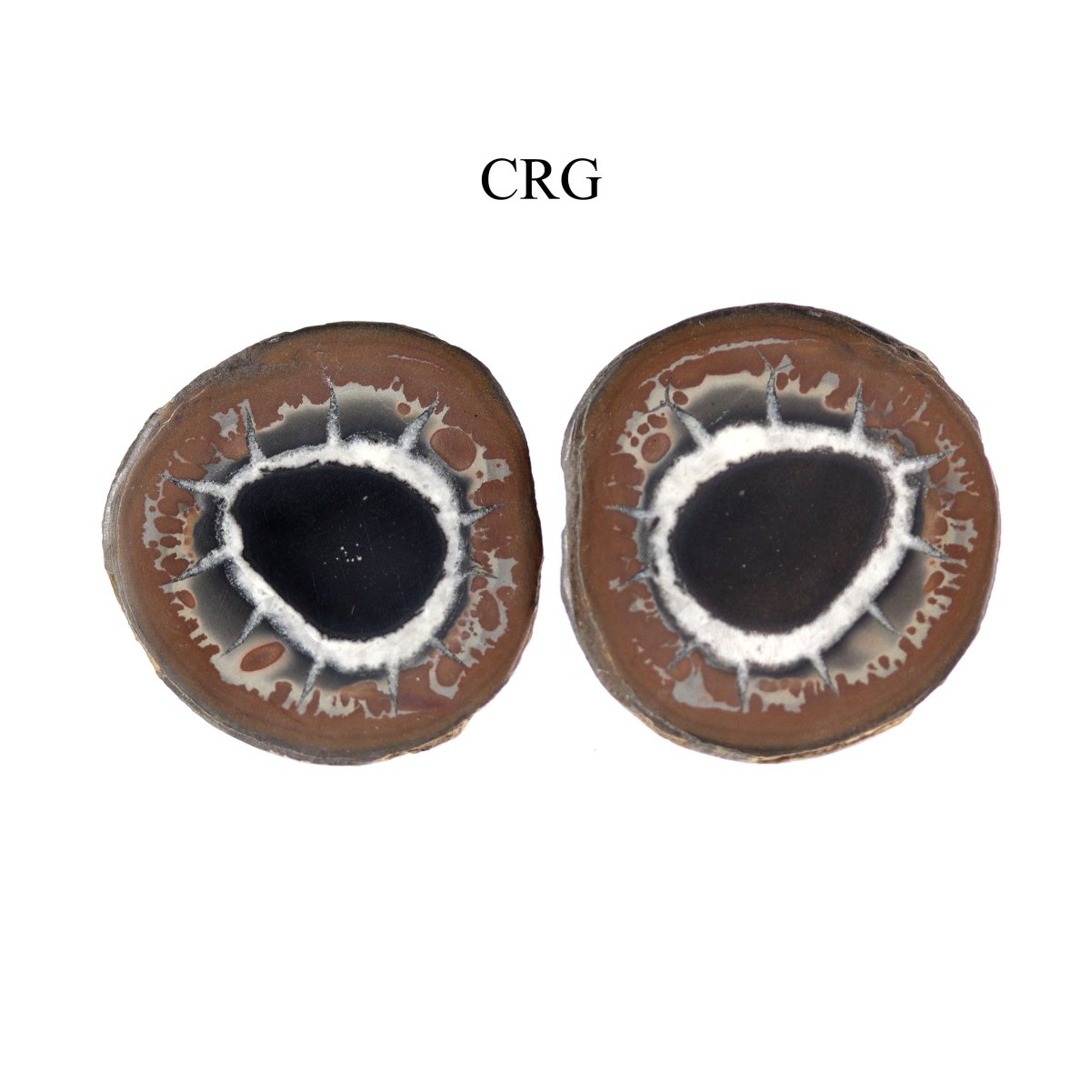 Septarian Calcite Nodules Cabochon Pair from Morocco (12-20mm)