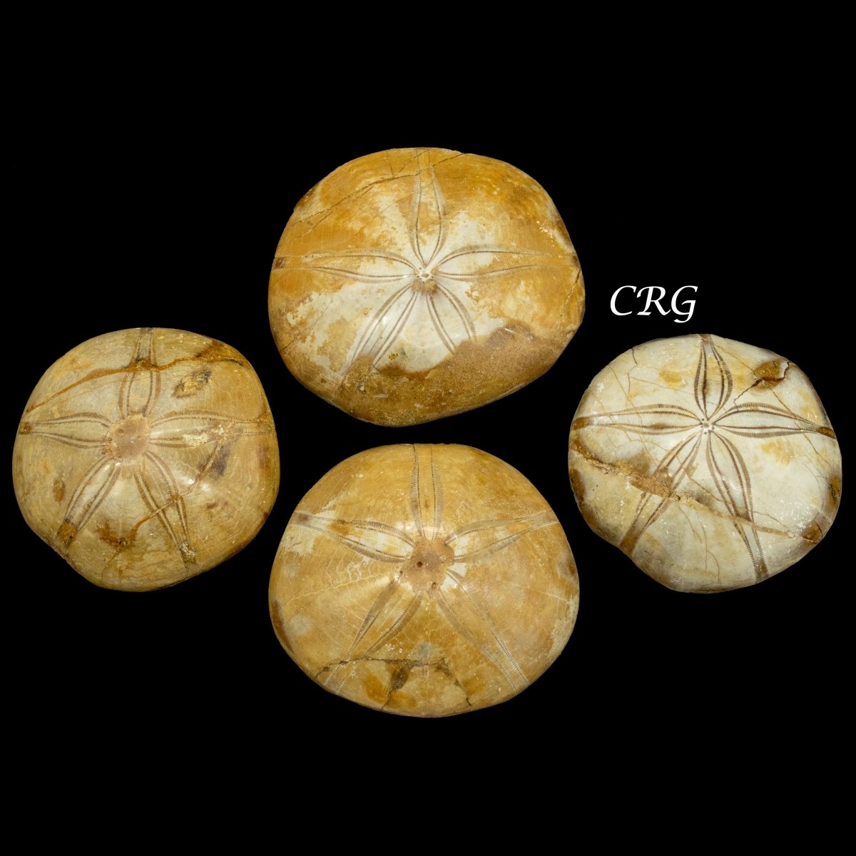 Sand Dollar Fossil 1 LB.