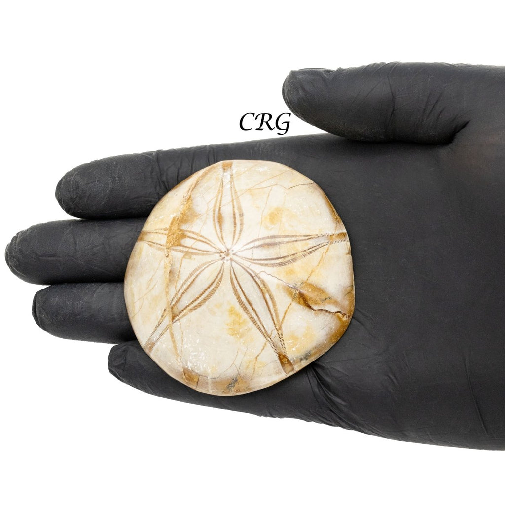 Sand Dollar Fossil 1 LB.