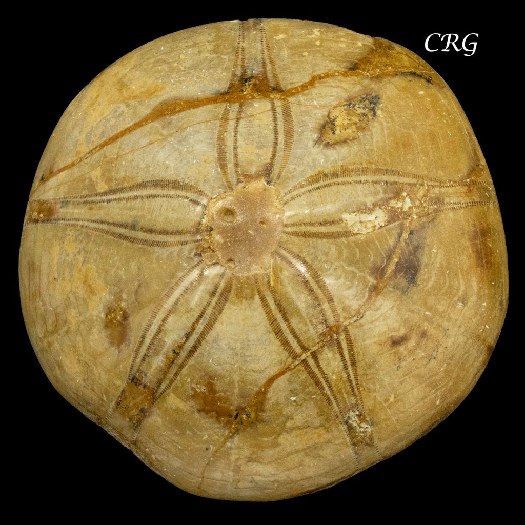 Sand Dollar Fossil 1 LB.