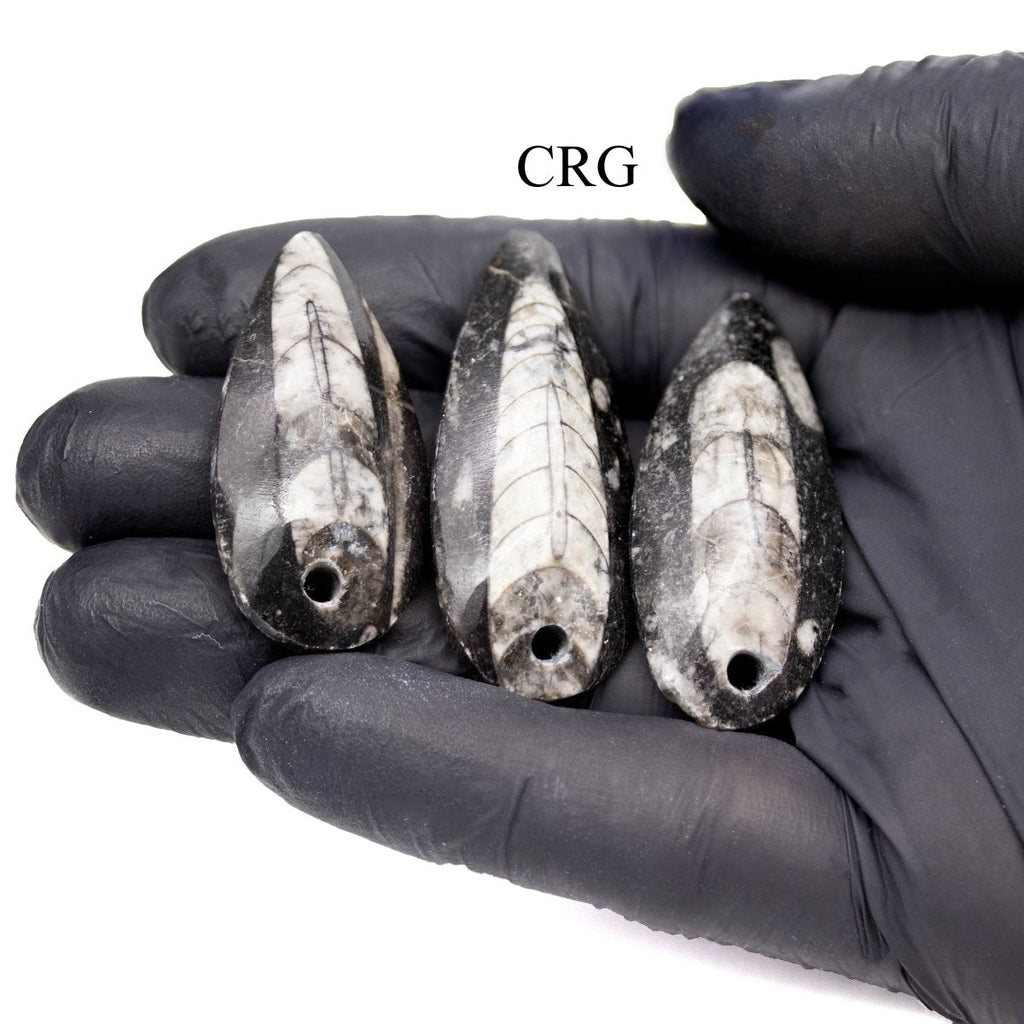 SET OF 10 - Polished Orthosceras Fossil Pendants / 1-4" AVG