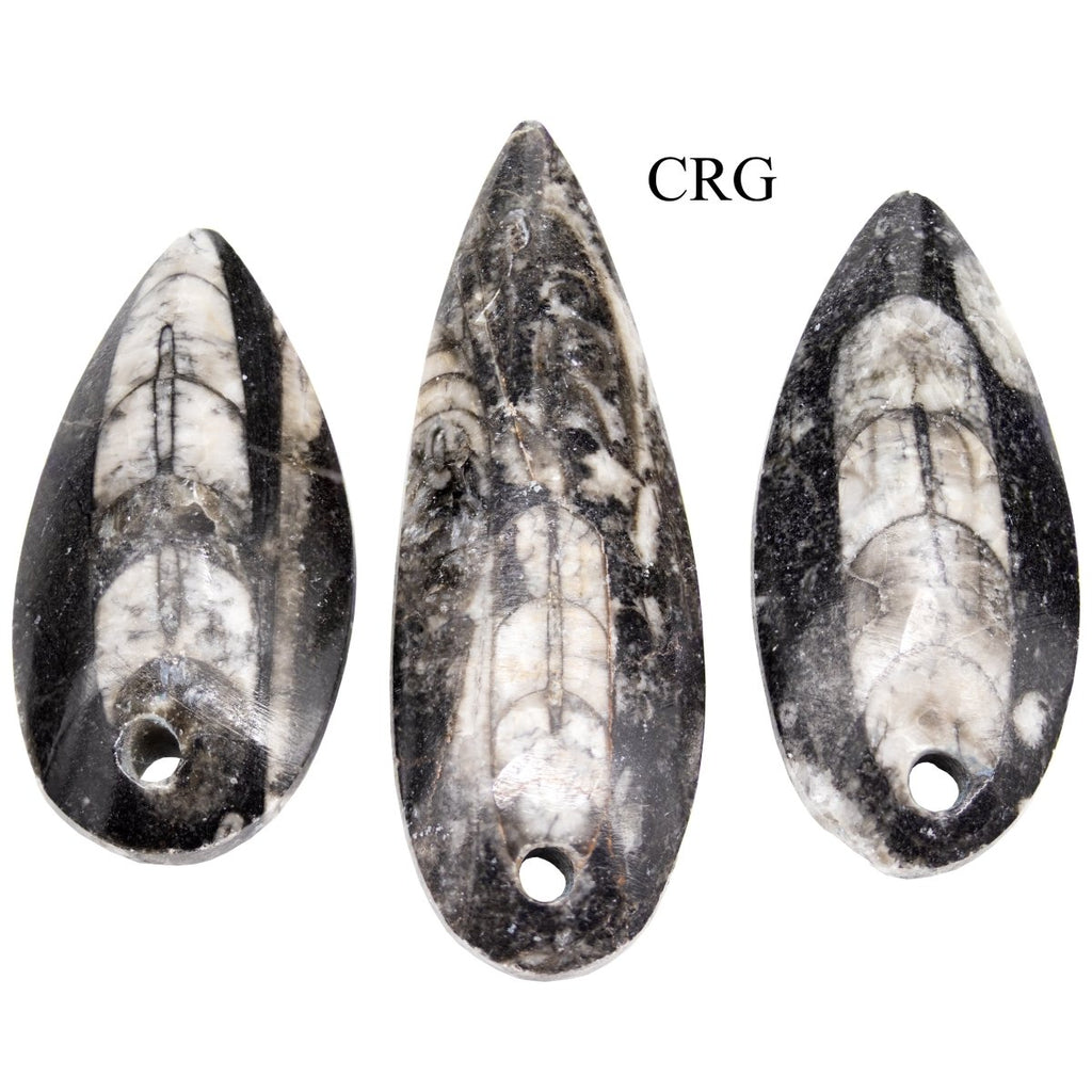 SET OF 10 - Polished Orthosceras Fossil Pendants / 1-4" AVG
