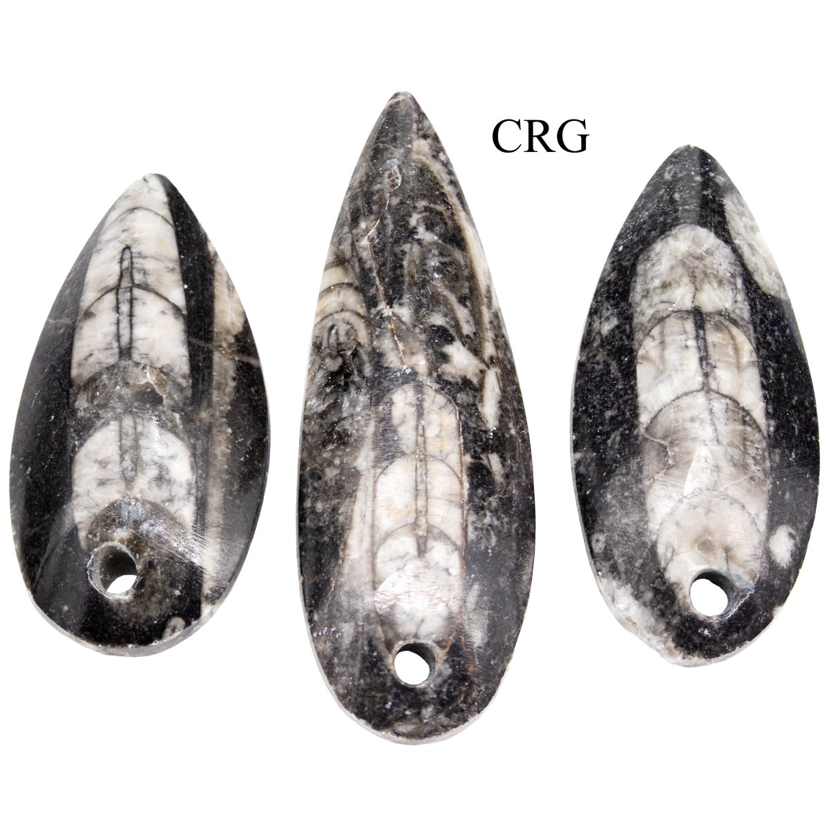 SET OF 10 - Polished Orthosceras Fossil Pendants / 1-4" AVG
