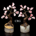SET OF 2 - Rough Rose Quartz Tree with Round Polished Base / 3.5-4.0" AVG