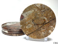 SET OF 4 - Ammonite Fossil Coaster / 3.5"-4" Avg.