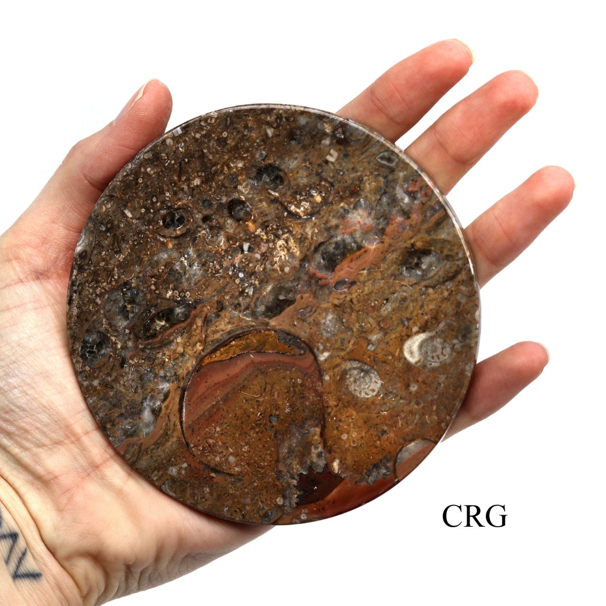 Brown Orthoceras and Ammonite Fossil Stone Coasters (4 Pieces)