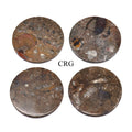 Brown Orthoceras and Ammonite Fossil Stone Coasters (4 Pieces)