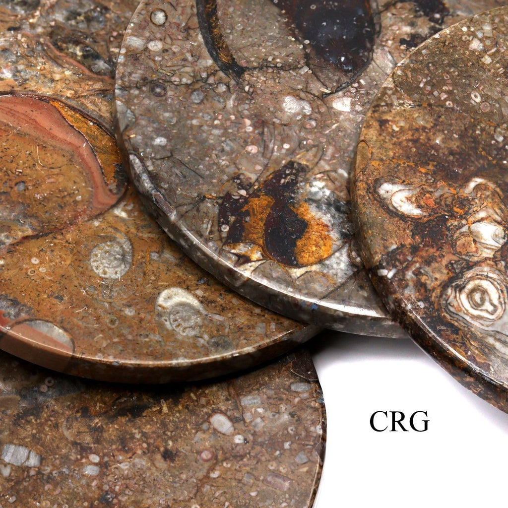 Brown Orthoceras and Ammonite Fossil Stone Coasters (4 Pieces)