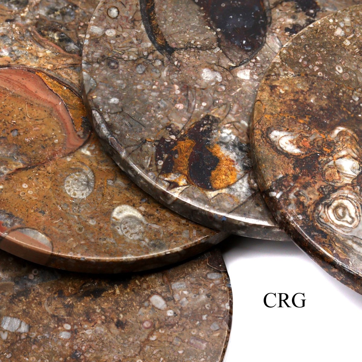 Brown Orthoceras and Ammonite Fossil Stone Coasters (4 Pieces)