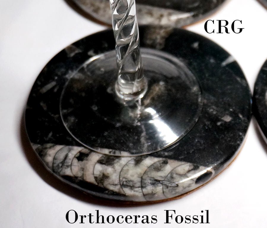 SET OF 4 - Orthoceras Fossil Coasters / 4" AVG
