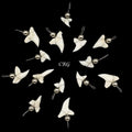 Shark Tooth Pendant with Silver Bead and Silver Wiring (4 Pieces) Size 15mm