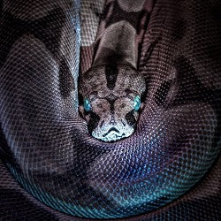 Snake Eyes (SS) 25%