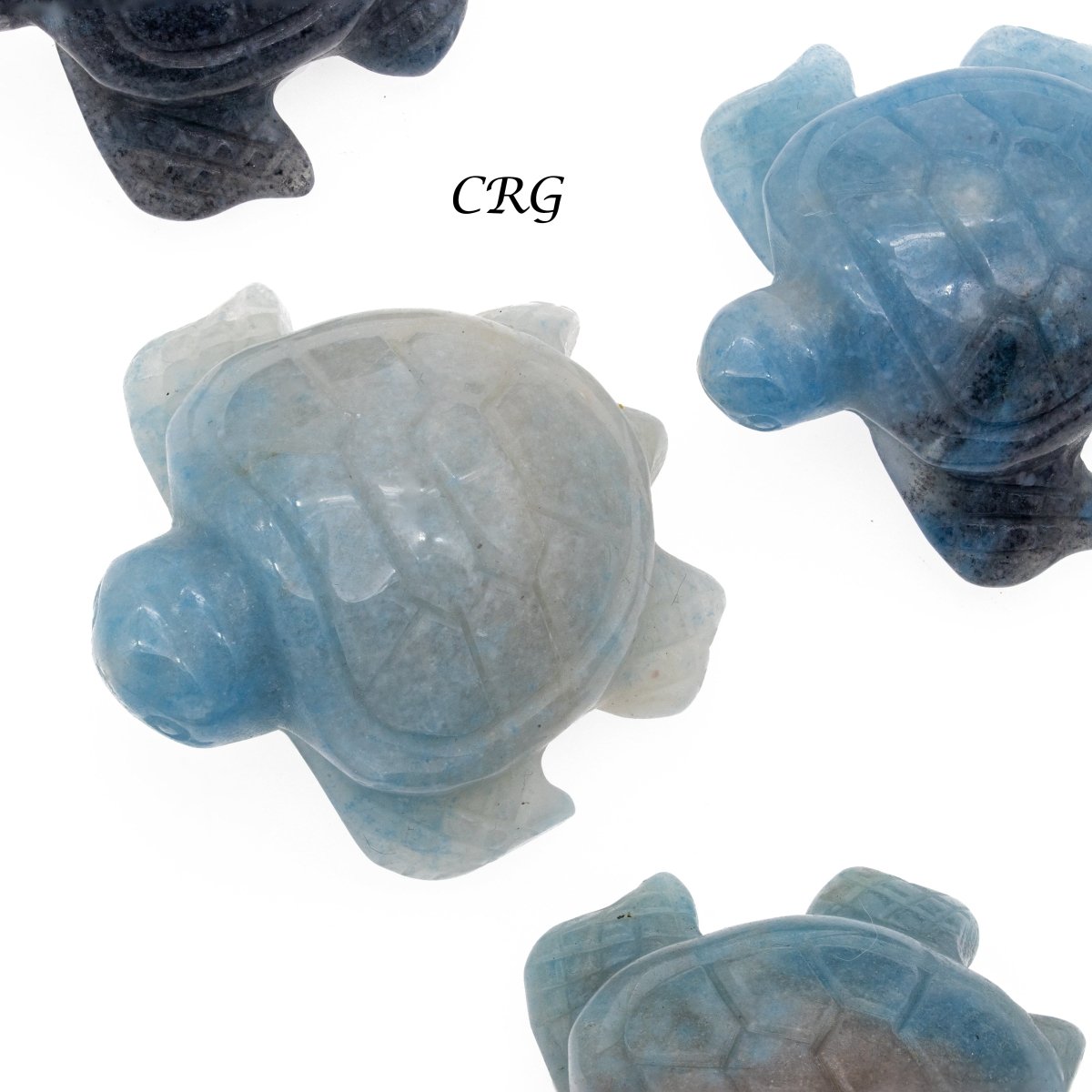 Trolleite Turtle